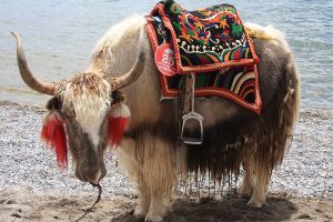 Where dows our yak hair come from?